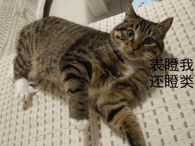 大咪咪！逆天了！逆天了