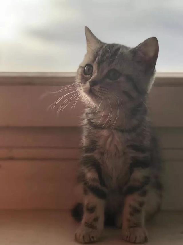 战斗民族有多爱猫咪？只要一猫在手，平时大街上面无表情的俄罗斯人全都展现出了第二人格