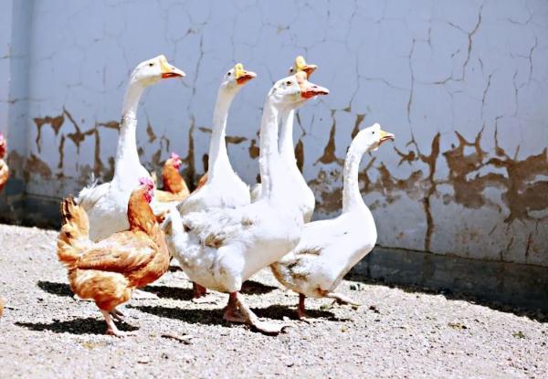 他们在沙漠里实现了“果蔬自由”