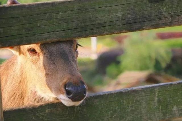 复旦校园惊现一级保护动物,原来学校才是“疯狂动物城”