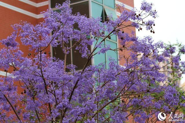 美！厦门街头披上“浪漫紫纱”