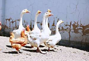 土乐(他们在沙漠里实现了“果蔬自由”)