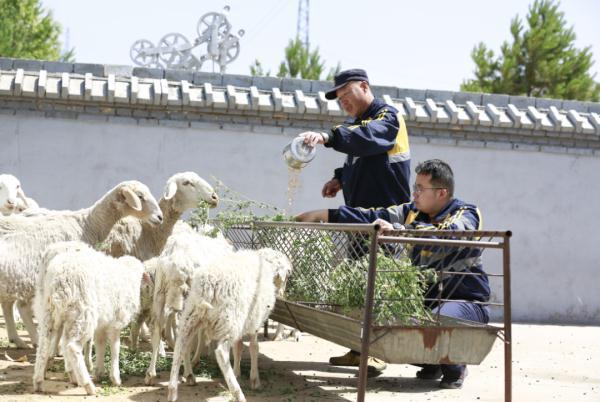 他们在沙漠里实现了“果蔬自由”