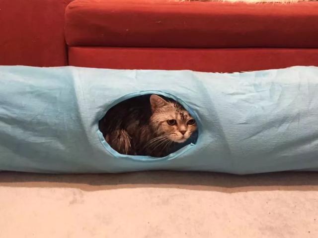 战斗民族有多爱猫咪？只要一猫在手，平时大街上面无表情的俄罗斯人全都展现出了第二人格