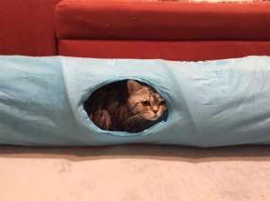 俄罗斯人与动物(战斗民族有多爱猫咪？只要一猫在手，平时大街上面无表情的俄罗斯人全都展现出了第二人格)