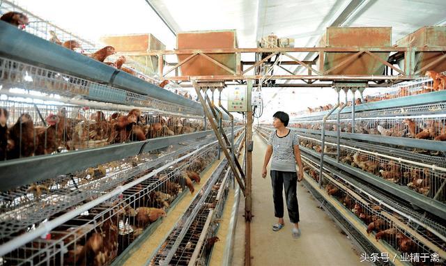 韩国334万多只鸡被热死,酷暑天气养鸡户如何养好鸡?