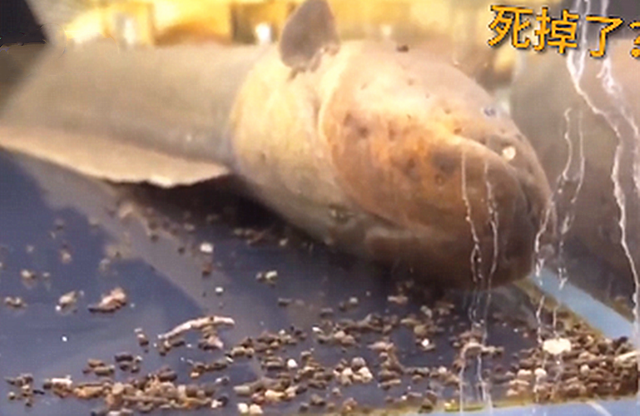 电鳗一动不动，投喂后瞬间恢复了生机，看了忍不住吐槽：好高明呀