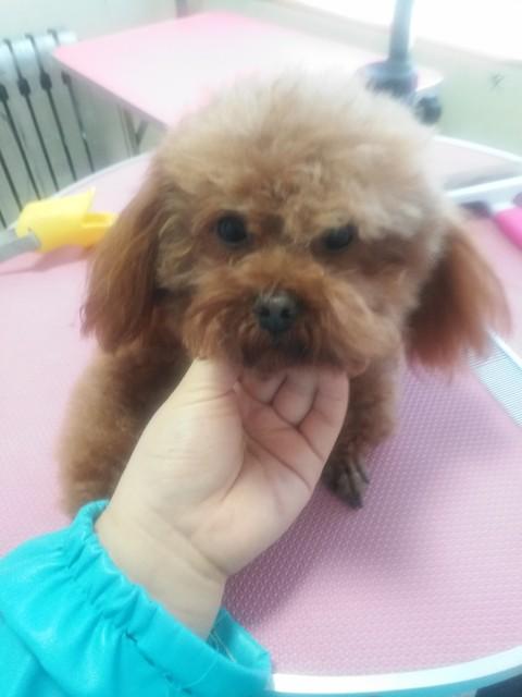 宠物 “网红” 养成记：从平凡萌宠到网络爆款的蜕变之路