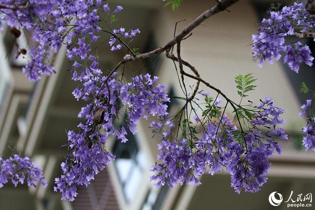 美！厦门街头披上“浪漫紫纱”