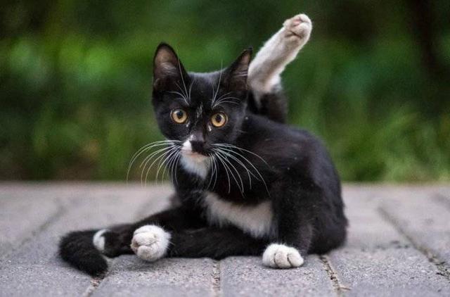 复旦校园惊现一级保护动物,原来学校才是“疯狂动物城”