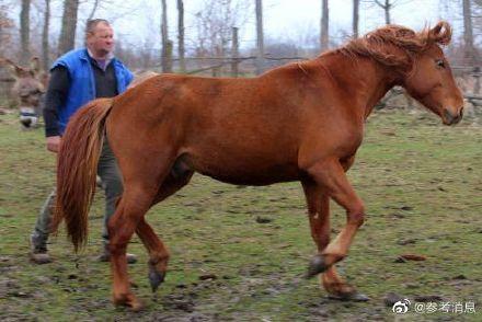 马为什么站着睡觉？