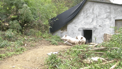 农家小伙养野性十足的跑山猪,陪猪看日落,60头可赚20多万