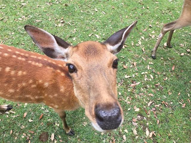 【最新超详细】6.20-30日本关西大阪京都奈良神户 稻荷 岚山 宇治 姬路 USJ攻略!大阪二日周游及购物和美食攻略