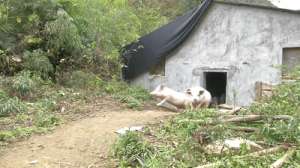 跑山猪(农家小伙养野性十足的跑山猪，陪猪看日落，60头可赚20多万)