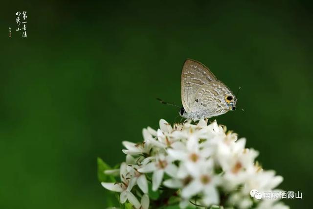「栖霞山·植物百科」珍珠菜：随风轻点，皆是情怀