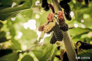 野生桑树桑黄价格(长在桑树上的“黄金”，过去被人们无视，如今卖到千元一斤)