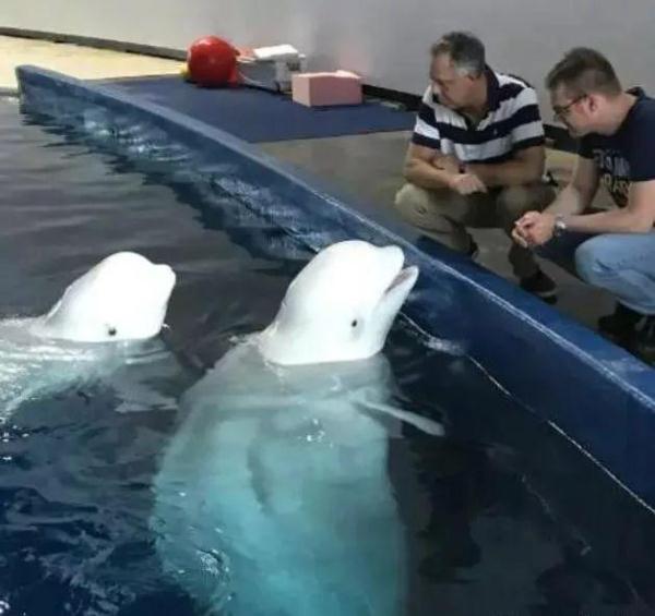 两只白鲸远离家乡10年，众人为帮助它们回家，陪同飞行6000英里