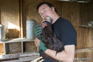 应用哥(养鸡如何使用青霉素充分发挥药效？按照这6种搭配方式，抗菌增效)