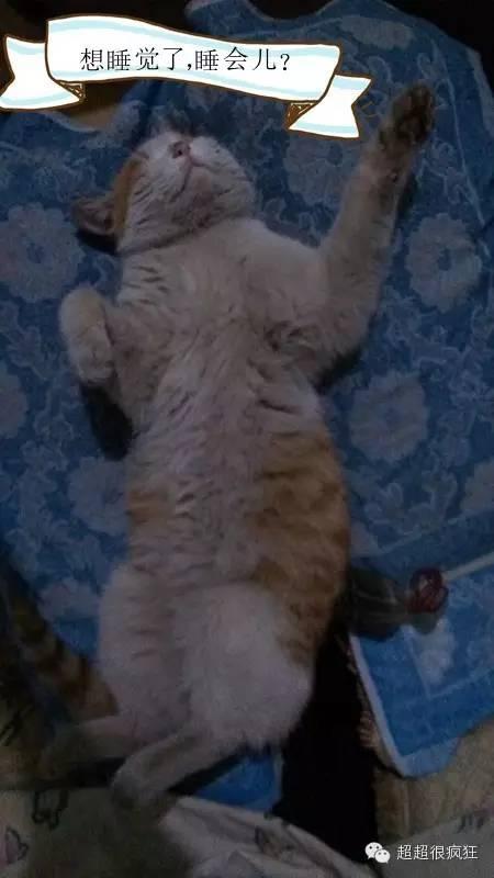 大咪咪！逆天了！逆天了