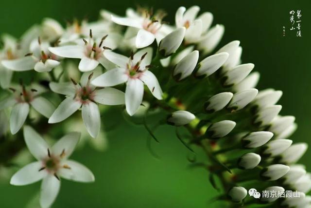 「栖霞山·植物百科」珍珠菜：随风轻点，皆是情怀