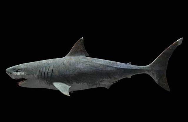 多角度分析,沧龙和巨齿鲨谁才是史前第一霸主?