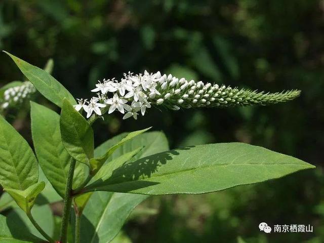 「栖霞山·植物百科」珍珠菜：随风轻点，皆是情怀