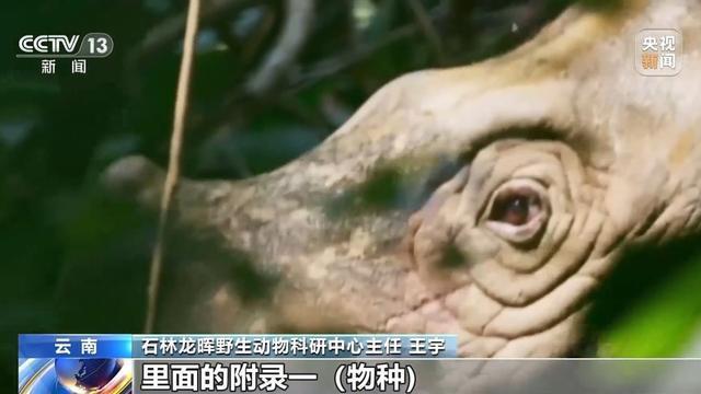 非洲黑犀起源于中国？中国科学院：原始祖先1000多万年前就生活在中国土地上