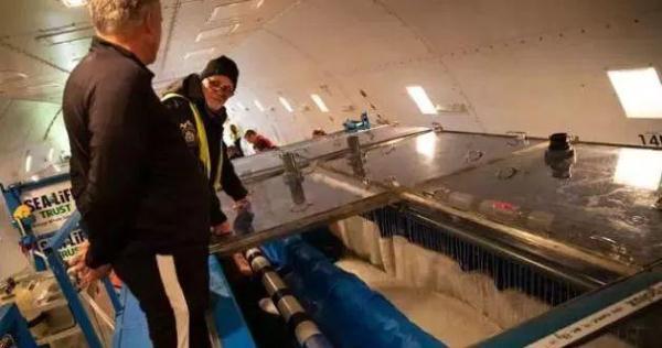 两只白鲸远离家乡10年，众人为帮助它们回家，陪同飞行6000英里