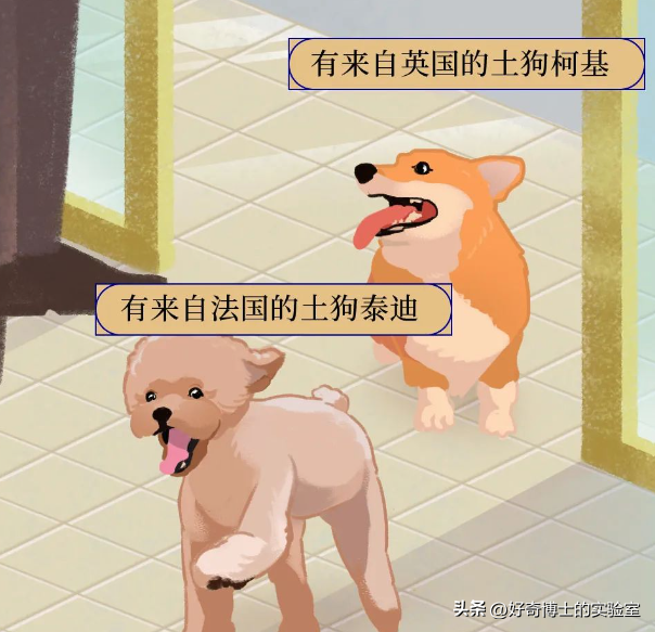 外国狗可以和中国狗交流吗？