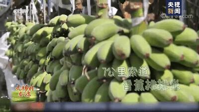 我问你这瓜保熟吗？保熟！我这大数据挑瓜，红外测糖，震动测脆度……