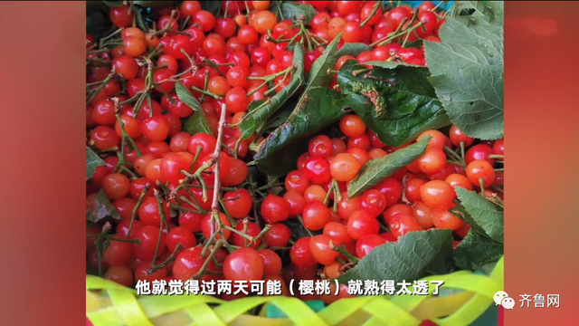 孙女离家前，87岁爷爷凌晨摘樱桃送去！网友：被偏爱真好