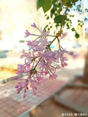 初恋的滋味(初恋的味道)