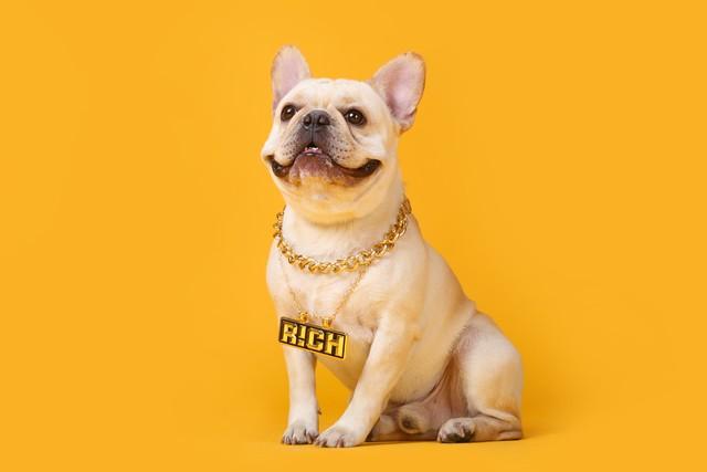 宠物 “网红” 养成记：从平凡萌宠到网络爆款的蜕变之路