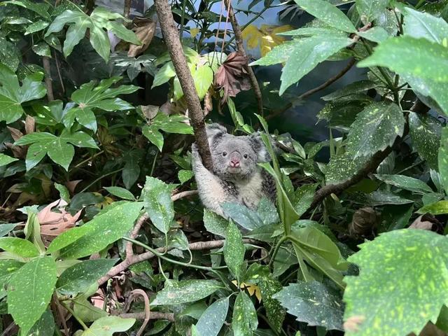 官方确认：已死亡，死因公布！2个孩子也因此离世...