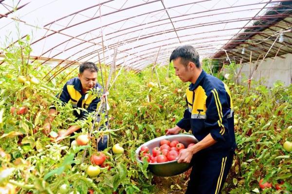 他们在沙漠里实现了“果蔬自由”