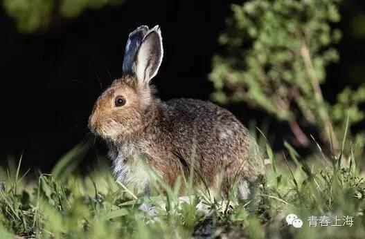 复旦校园惊现一级保护动物,原来学校才是“疯狂动物城”