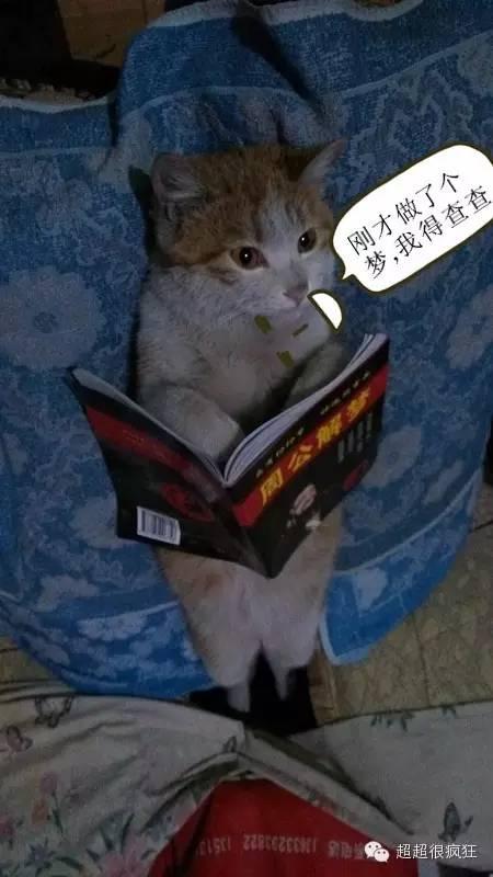 大咪咪！逆天了！逆天了