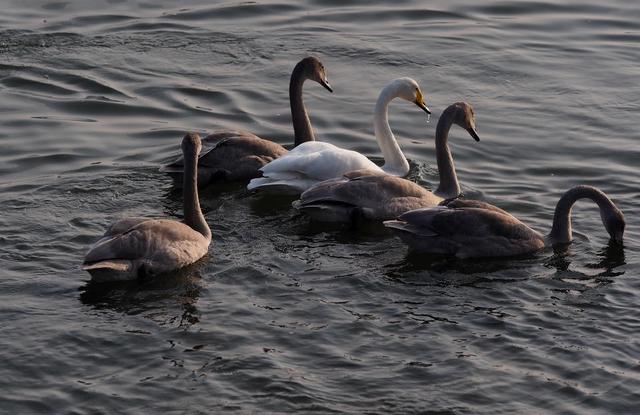 大天鹅赶赴荣成烟墩角越冬，天鹅家族里居然还有很多“丑小鸭”