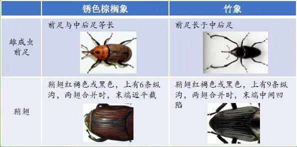 危害性极强！广西现存1千多万只，看到有人卖这种入侵害虫请举报