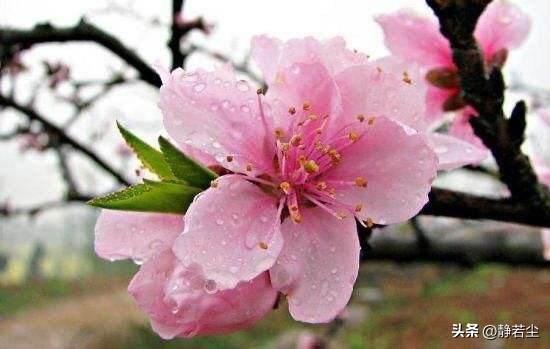 最早的桃花美人，一首爱的赞歌——《诗经·桃夭》