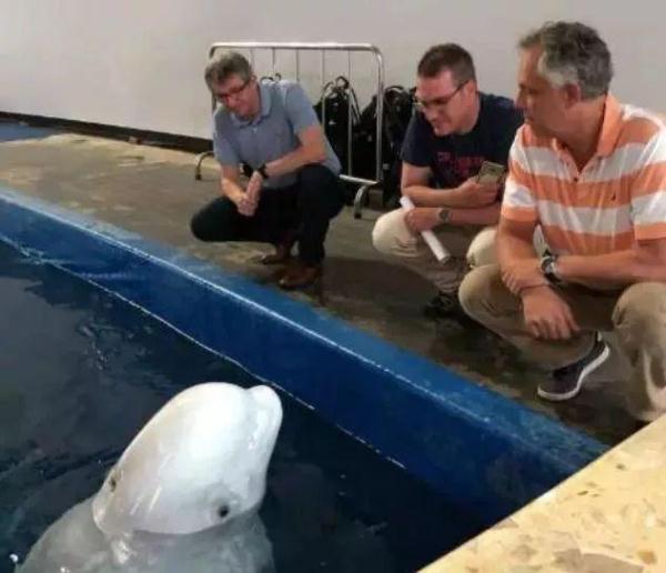 两只白鲸远离家乡10年，众人为帮助它们回家，陪同飞行6000英里