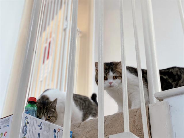 猫咪躲在楼道暗中观察,炯炯有神的双眼,仿佛摄像头