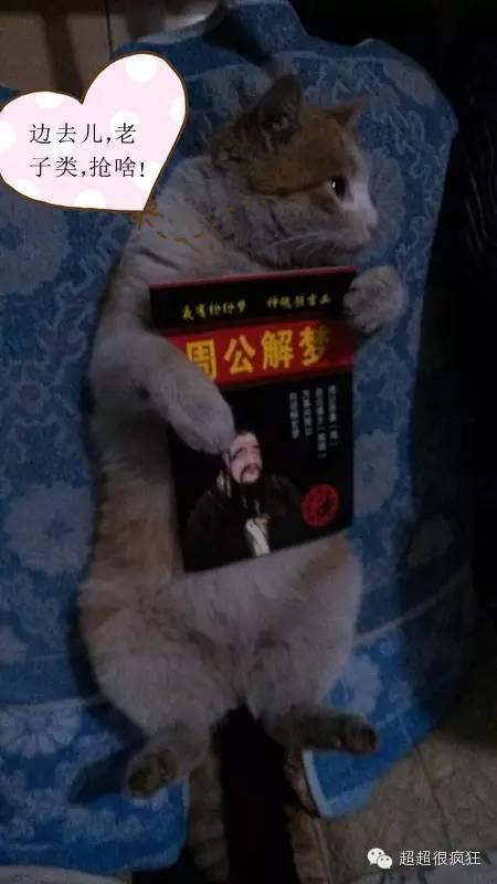 大咪咪！逆天了！逆天了