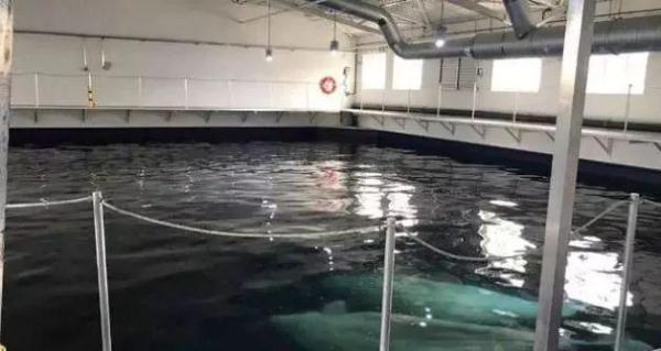 两只白鲸远离家乡10年，众人为帮助它们回家，陪同飞行6000英里