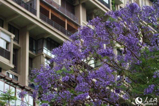 美！厦门街头披上“浪漫紫纱”