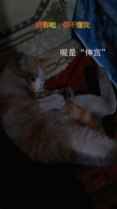 大咪咪！逆天了！逆天了