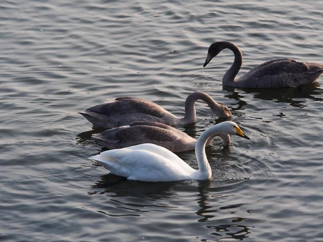 大天鹅赶赴荣成烟墩角越冬，天鹅家族里居然还有很多“丑小鸭”