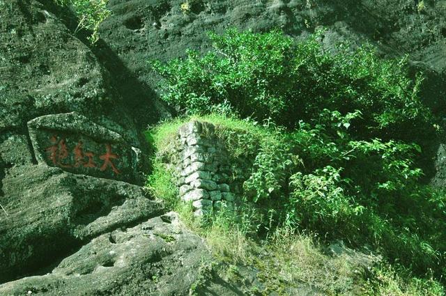 武夷菜茶之我说