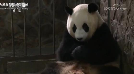 今年全球首对双胞胎大熊猫宝宝降生 小巧可爱被萌化