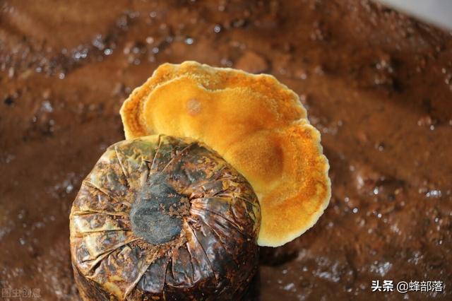 长在桑树上的“黄金”，过去被人们无视，如今卖到千元一斤